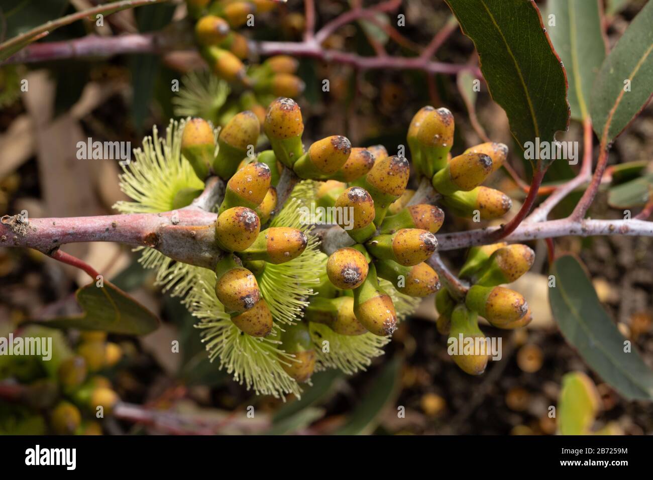 Nahaufnahme der Blumenknospen an E. stricklandii Stockfoto