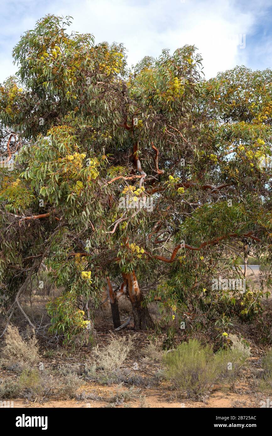 Eucalyptus stricklandii Baum, der in einem Plantatioin wächst. Stockfoto