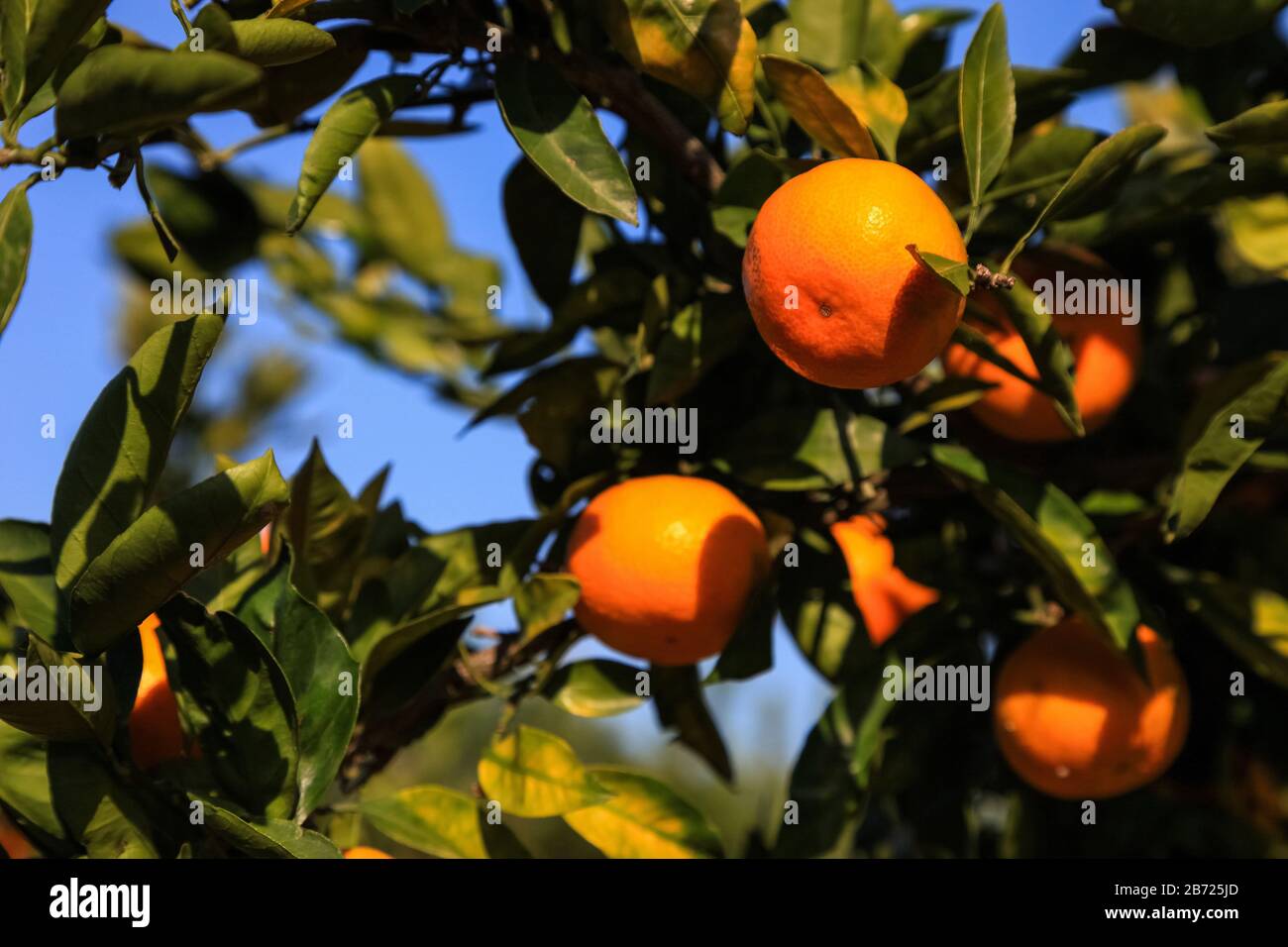 Ast Orange Baumfrüchte grüne Blätter in Japan. Stockfoto