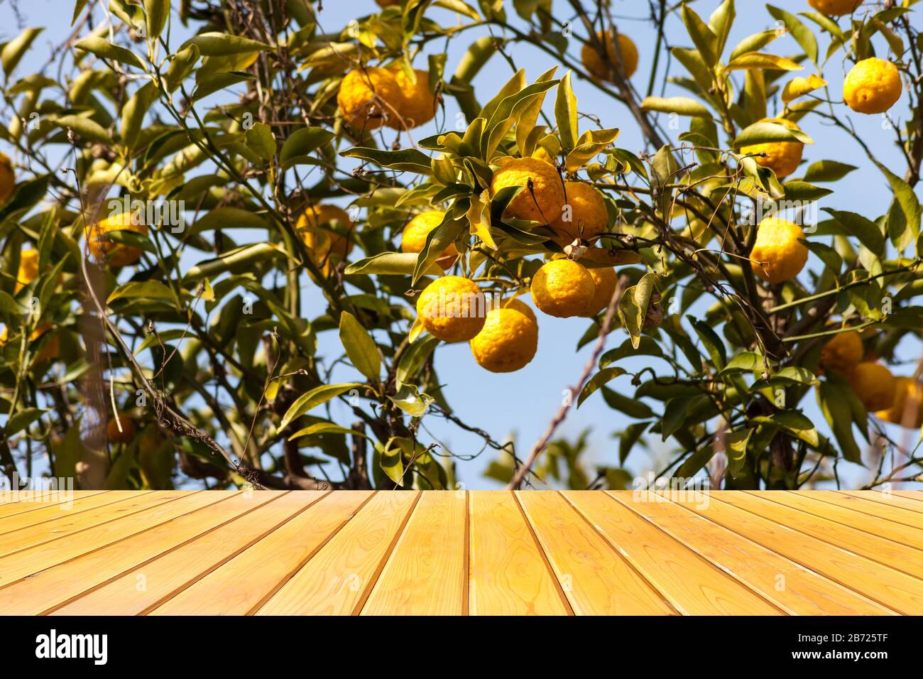 An seinem Baum hängen Leechkalk- oder Bergamot-Früchte Stockfoto