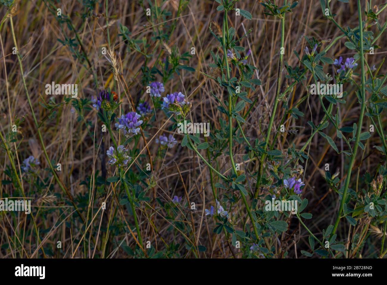 Makrofoto von Wildblumen, die auf den Prärien von Saskatchewan wachsen Stockfoto