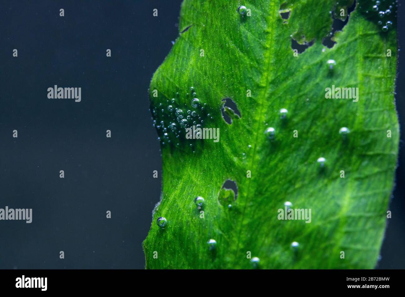 Makrofoto von Unterwasserwasserpflanzen, die kleine Sauerstoffblasen auf ihren Blättern erzeugen, die auch als Perling bezeichnet werden Stockfoto