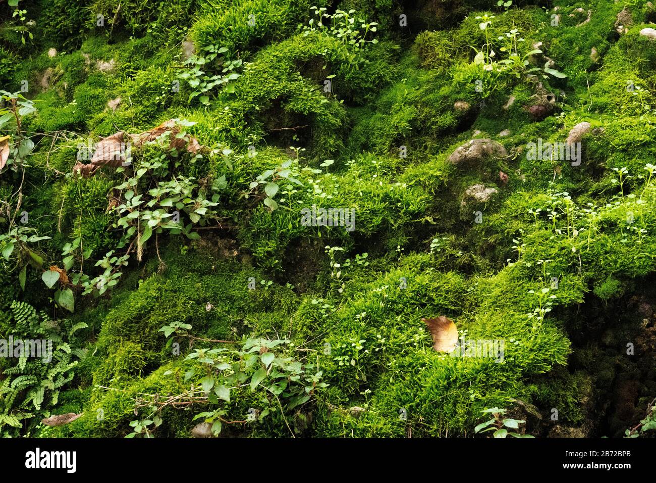 Grüner mosiger Hintergrund. Schön leuchtend grünes Moos, das erwachsen ist, bedeckt die groben Steine und auf dem Boden im Wald. Felsen voller Moos-Textur in der Natur für Tapeten. Stockfoto