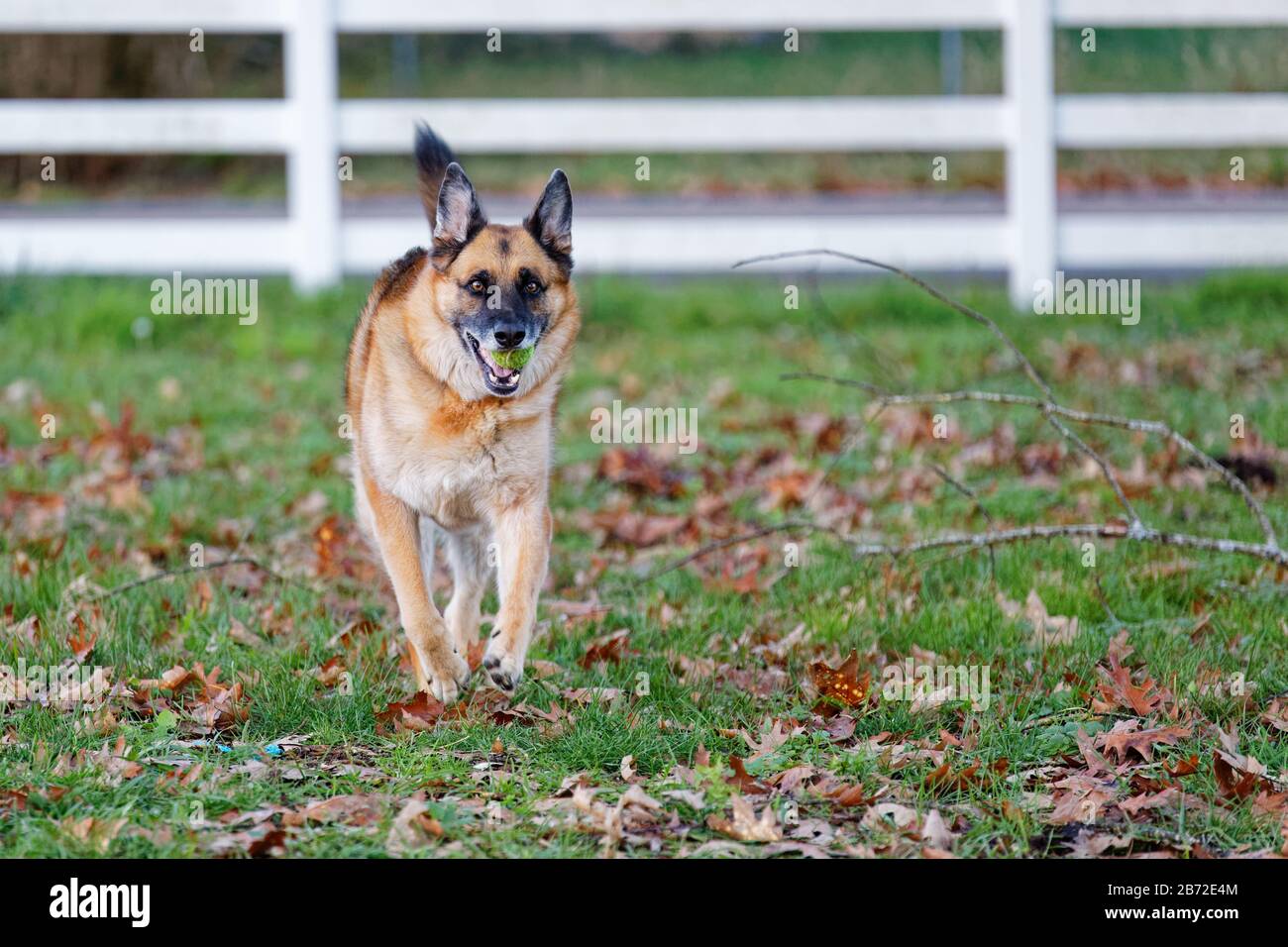 Weiter, Actionschuss eines großen deutschen Schäfers, der mit einem Tennisball über einen Hof läuft. Stockfoto