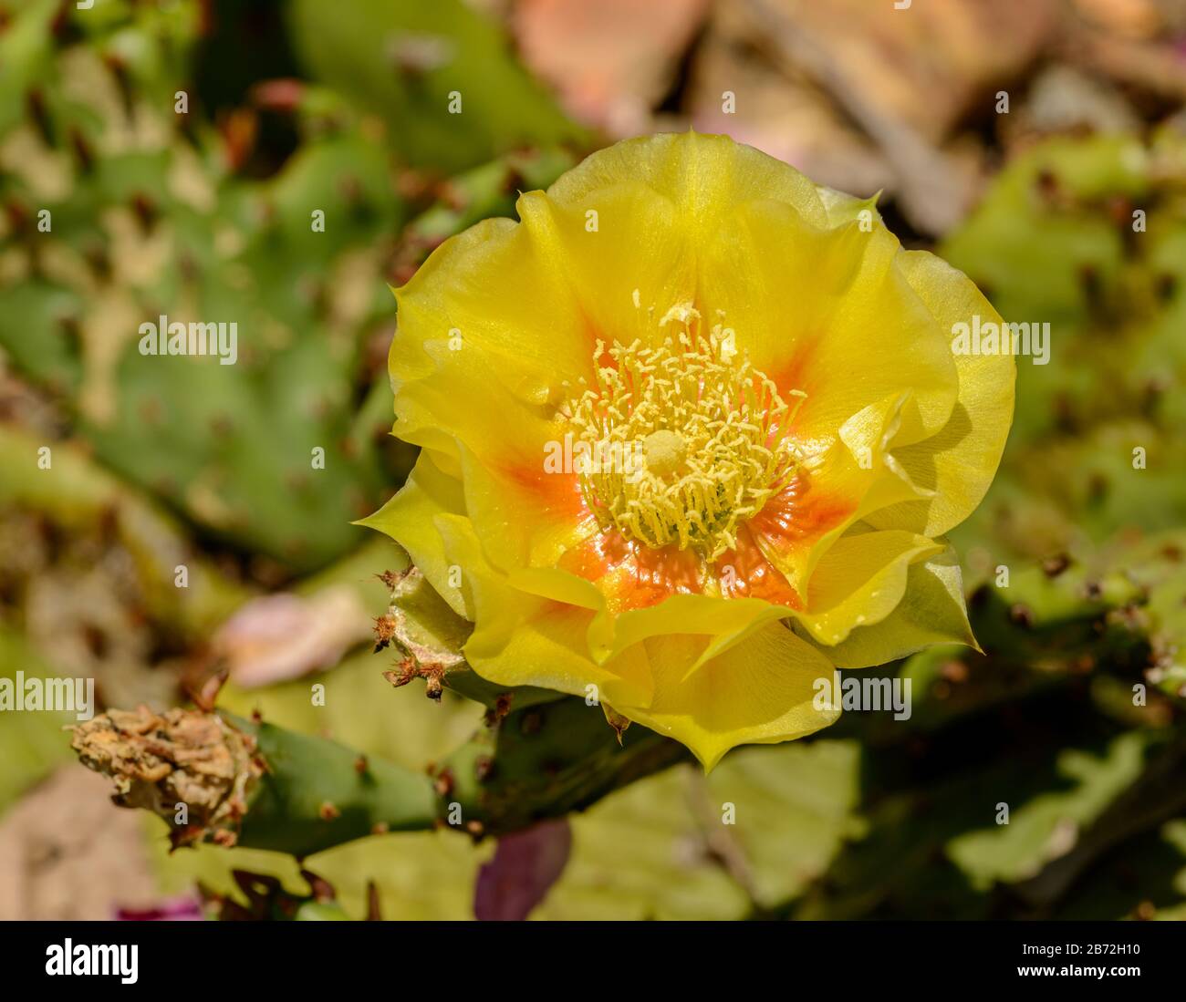 Gelbe Blume auf einem Kaktus Stockfoto