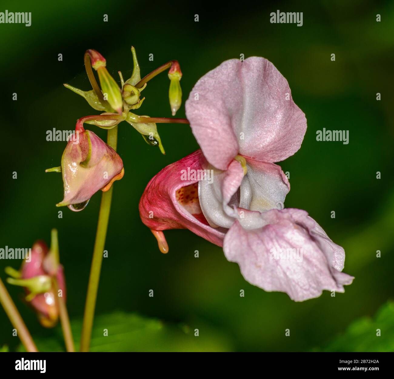 Rosa Himalayan Balsam, Kiss-me-on-the-Mountain, Polizistenhelm, Bobby Tops, Copper Tops oder Gnome's Hatstand (Impatiens glandulifera royle) Blume Stockfoto