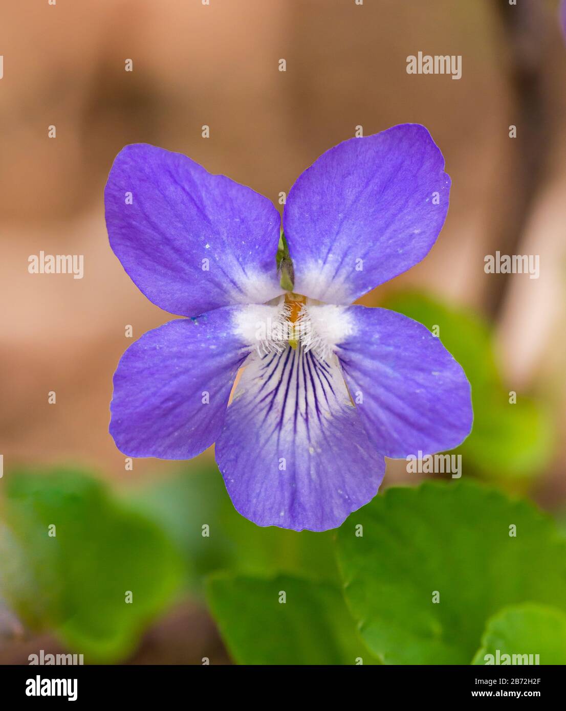 Einholmig violett, süß violett, englilviolett, gemein violett, Florist violett oder Gartenviolett (Viola odorata) Blume, Detail Stockfoto