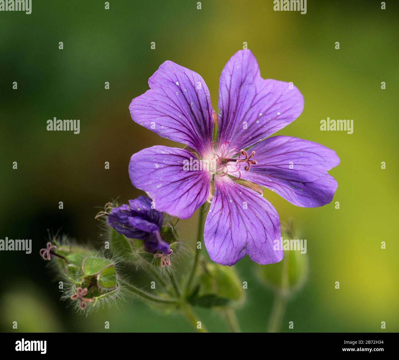 Violettes Kranesbill (Geranium) Blumenmakro auf Grün Stockfoto