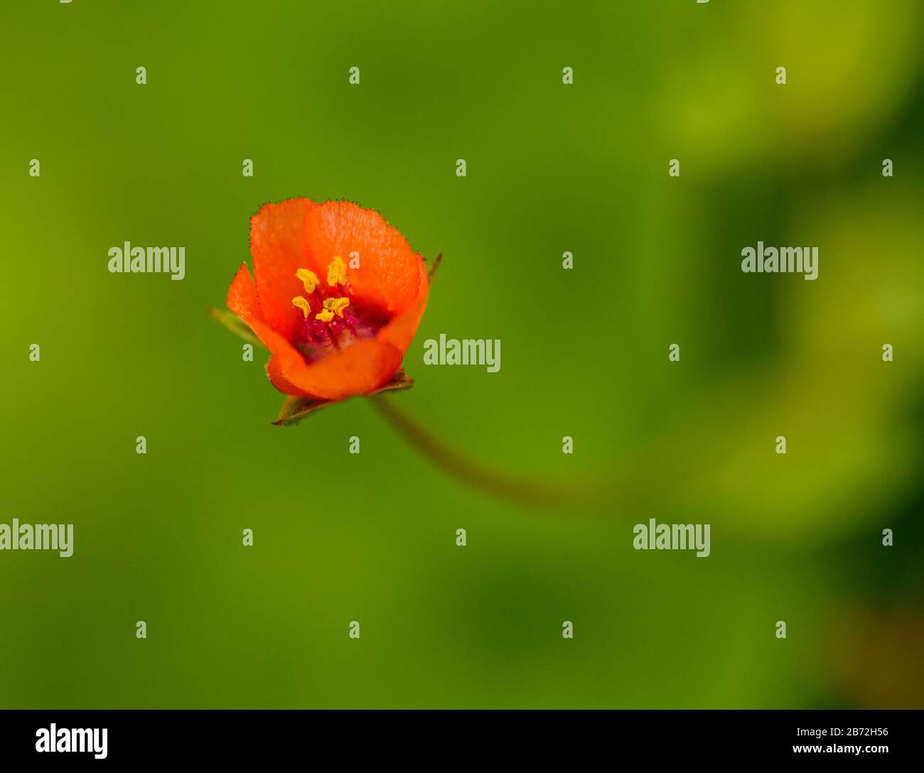 Kleine rote Blume mit unschärfem grünen Hintergrund, Details Stockfoto