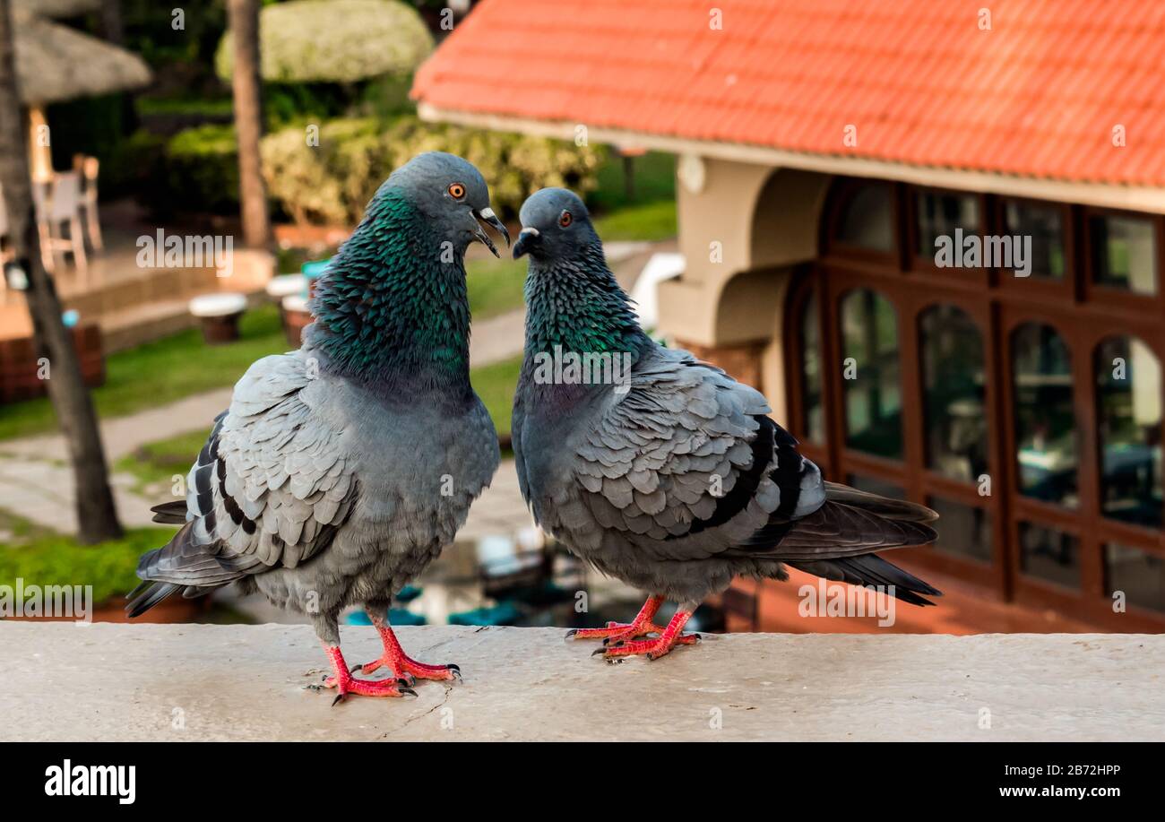 Zwei süße Tauben, die als Liebespaar zusammen ein nettes Schwätzchen haben. columba-livia domestica alias Feraltaube und Felstaube. Liebe, Ehe, intime Momente Stockfoto