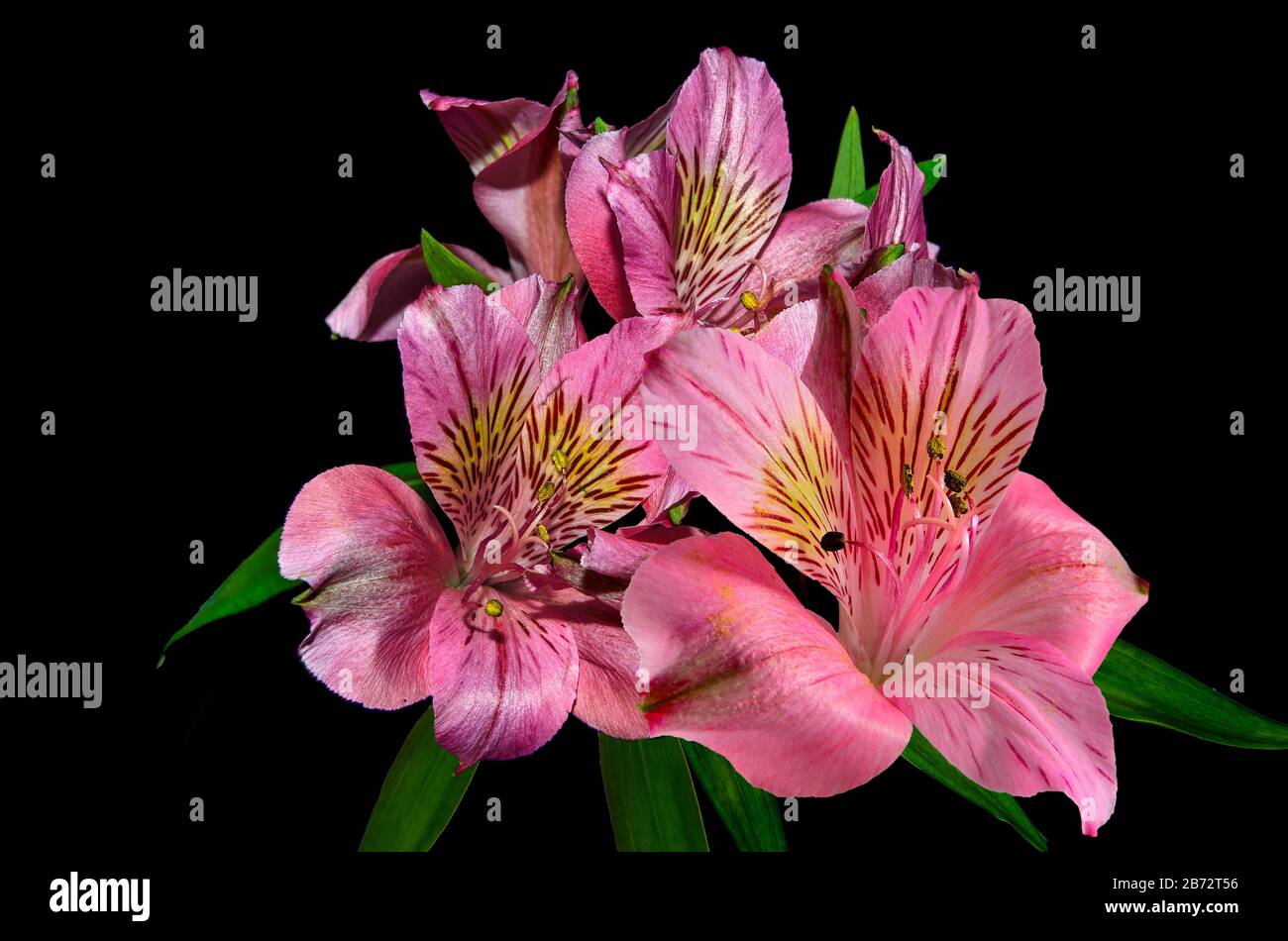 Schwarze lilien Fotos und Bildmaterial in hoher Auflösung Alamy