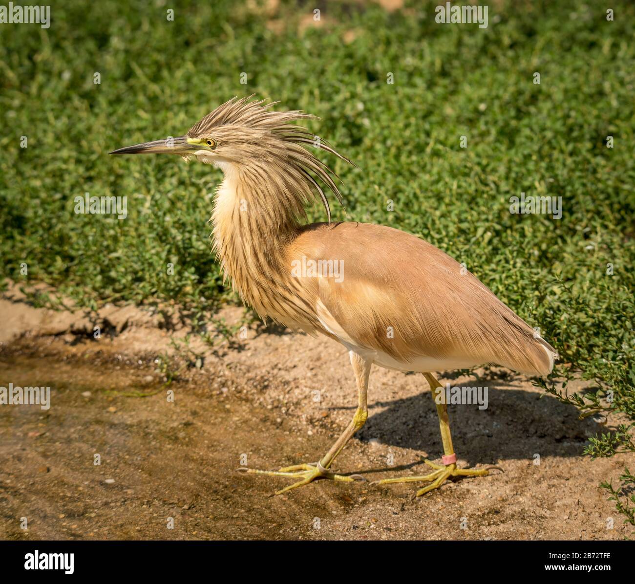 Kleiner Hackerreiher (Ardeola ralloides) mit seinen Hacken im Zoo Stockfoto