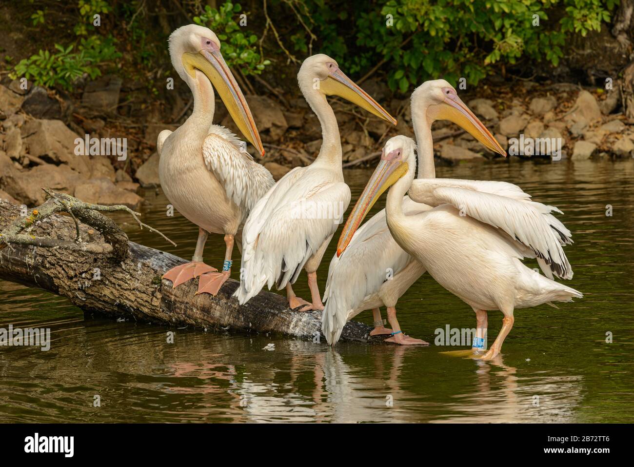 Vier pinkfarbene Pelikane, die auf einem Holzeinbauch im Zoo pilsen stehen Stockfoto