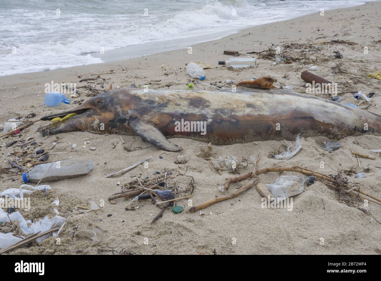 Toter junger Delphin wird am Ufer von Plastikflaschen, Taschen und Müll aufgespült, die im Meer, vor dem Hintergrund eines Schwarzen Meeres, geworfen werden. Stockfoto