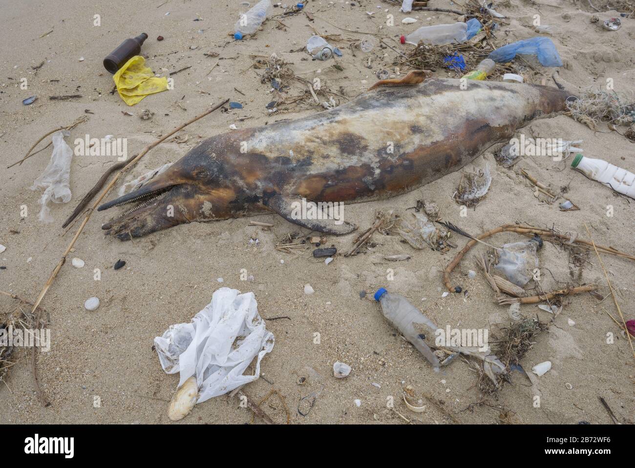 Delphin, der von den Wellen geworfen wird, liegt am Strand und ist von Plastikmüll umgeben. Flaschen, Beutel und andere Kunststoffschutt in der Nähe sind Delfine Stockfoto