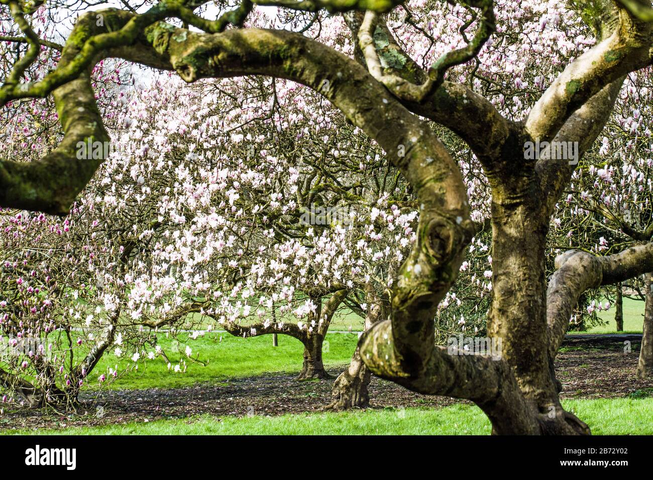 Bute Park im frühen Frühling, mit Magnolienbäumen. Bute Park ist ein großer und offener öffentlicher Park neben Cardiff Castle und dem River Taff. Stockfoto