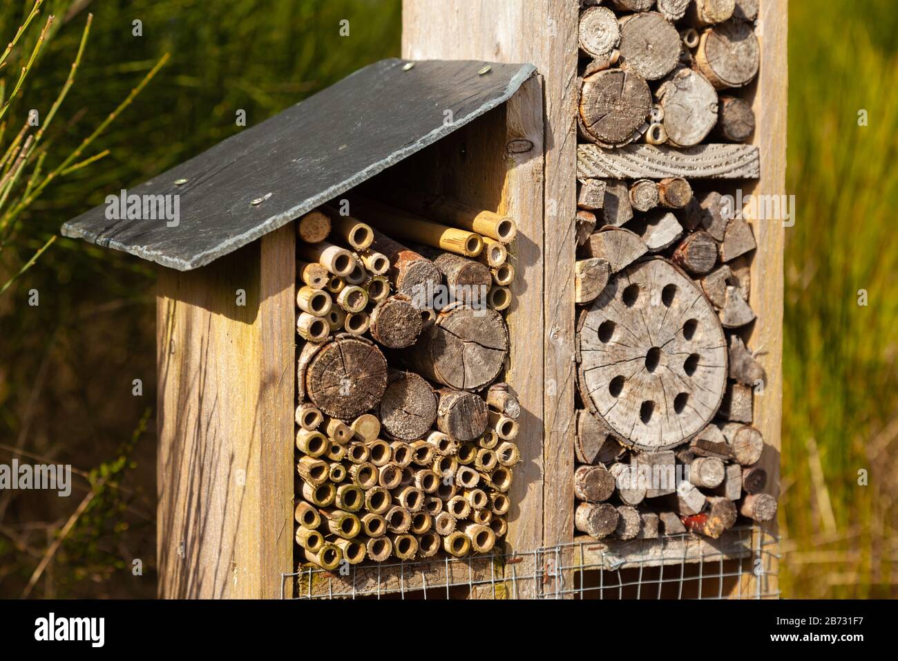 Insekt box Bug Haus Stockfoto