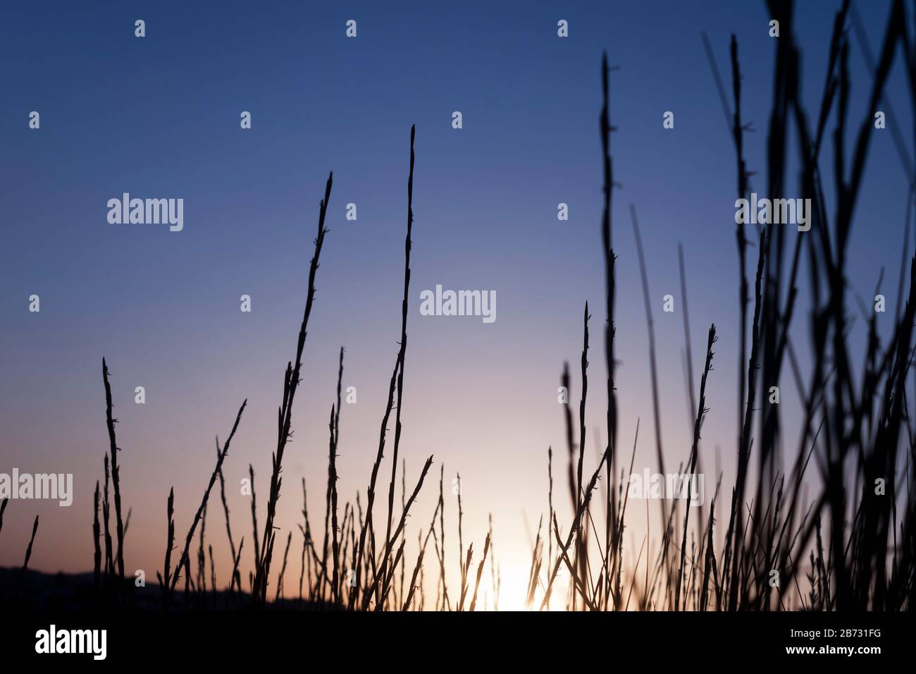 Dünengras-Silhouette bei Sonnenuntergang. Blauer Stundenhintergrund Stockfoto
