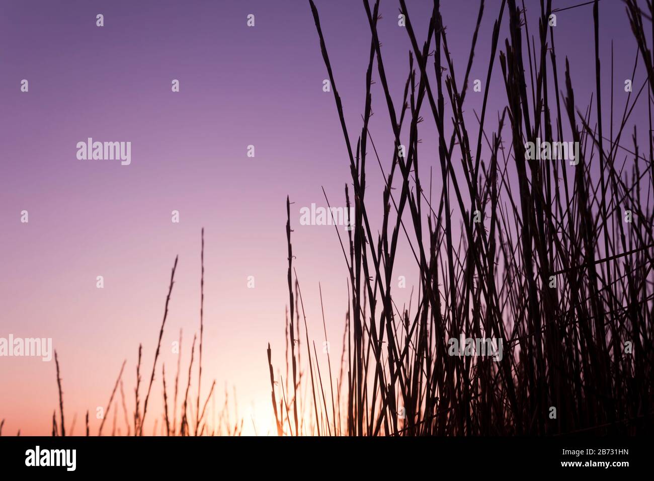 Dünengras-Silhouette bei Sonnenuntergang. Violette und lila Farben Stockfoto