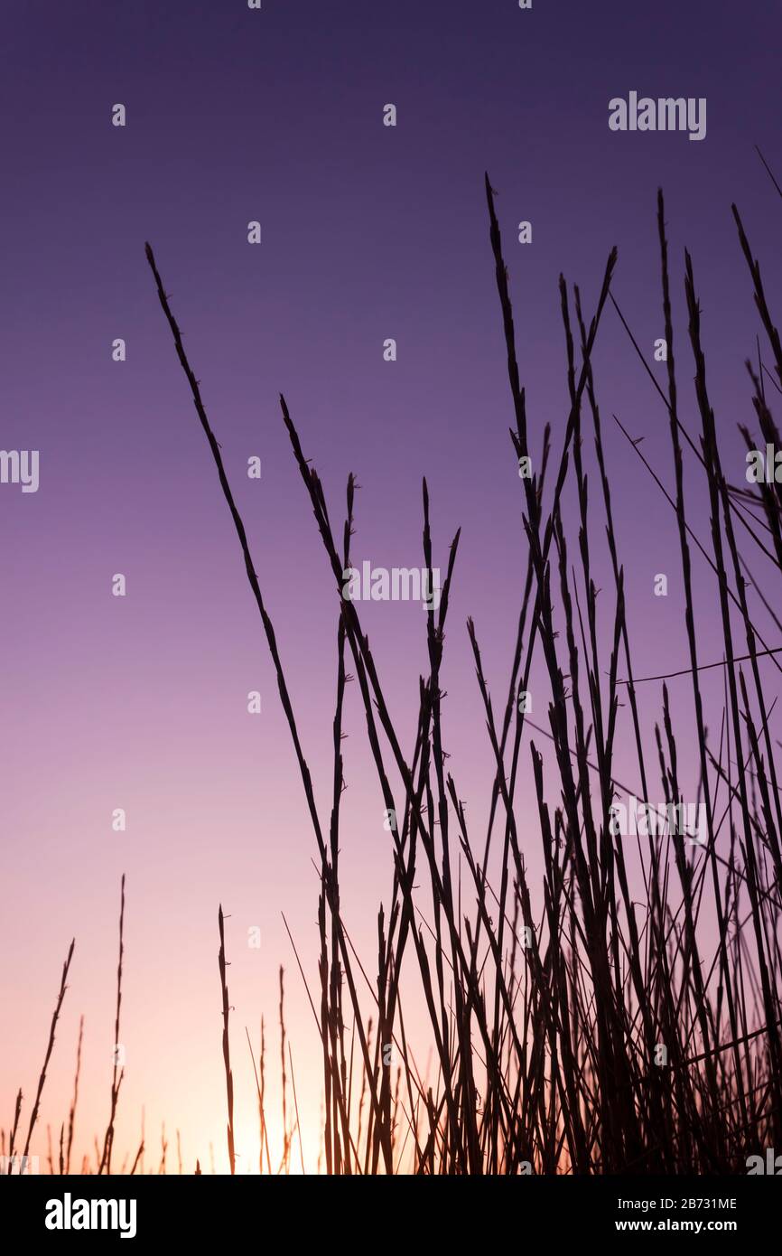 Dünengras-Silhouette bei Sonnenuntergang. Violette und lila Farben Stockfoto