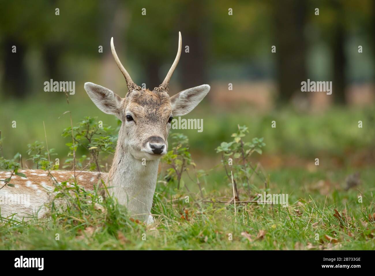 Falter Rehe (Dama dama), junger männlicher Bock sitzt in Wald, Tierporträt, Surrey, England, Großbritannien Stockfoto