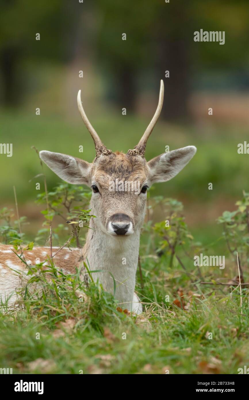 Falter Rehe (Dama dama), junger männlicher Bock sitzt in Wald, Tierporträt, Surrey, England, Großbritannien Stockfoto