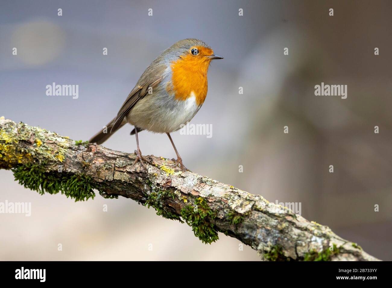 Europäischer Robin (Erithacus rubecula) sitzt auf einem Zweig, Deutschland Stockfoto