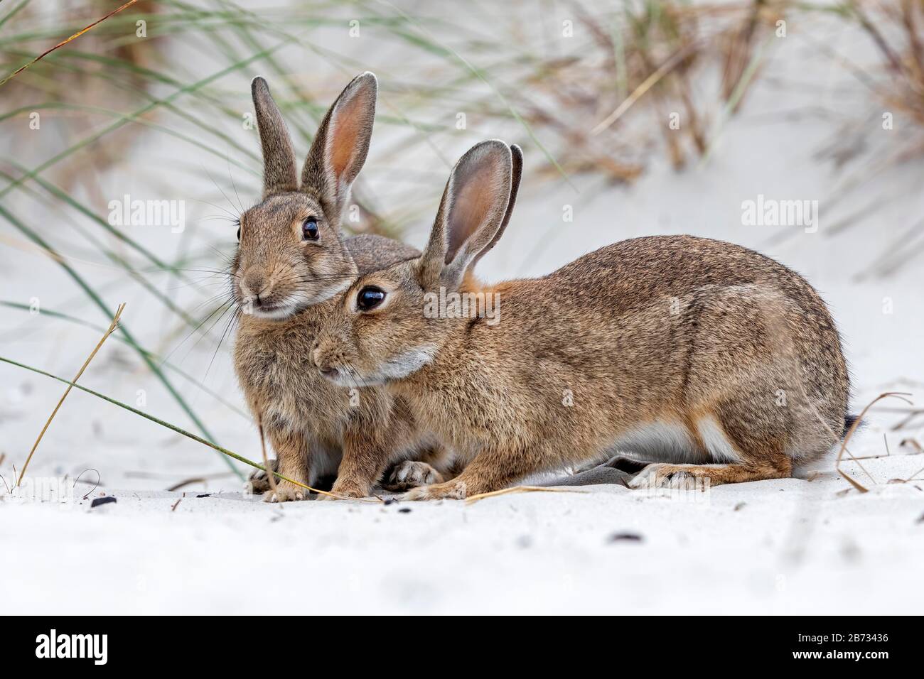 Europäische oder gemeinsame Kaninchen (Oryctolagus Cuniculus) auf Ostsee Dünen, Mecklenburg-Western Pomerania, Deutschland Stockfoto