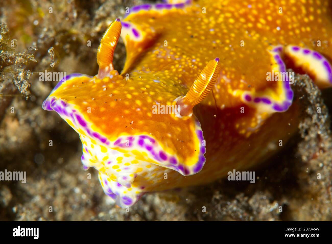 Ceratosoma tenue nudibranch, Lembeh Strait, Indonesien Stockfoto