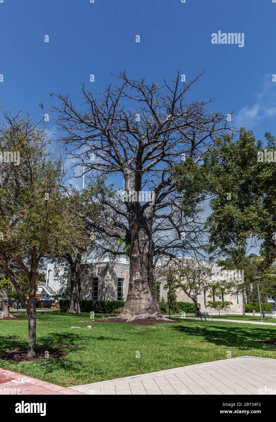 Collins Park Vegetation, Miami Beach, Florida, USA. Stockfoto