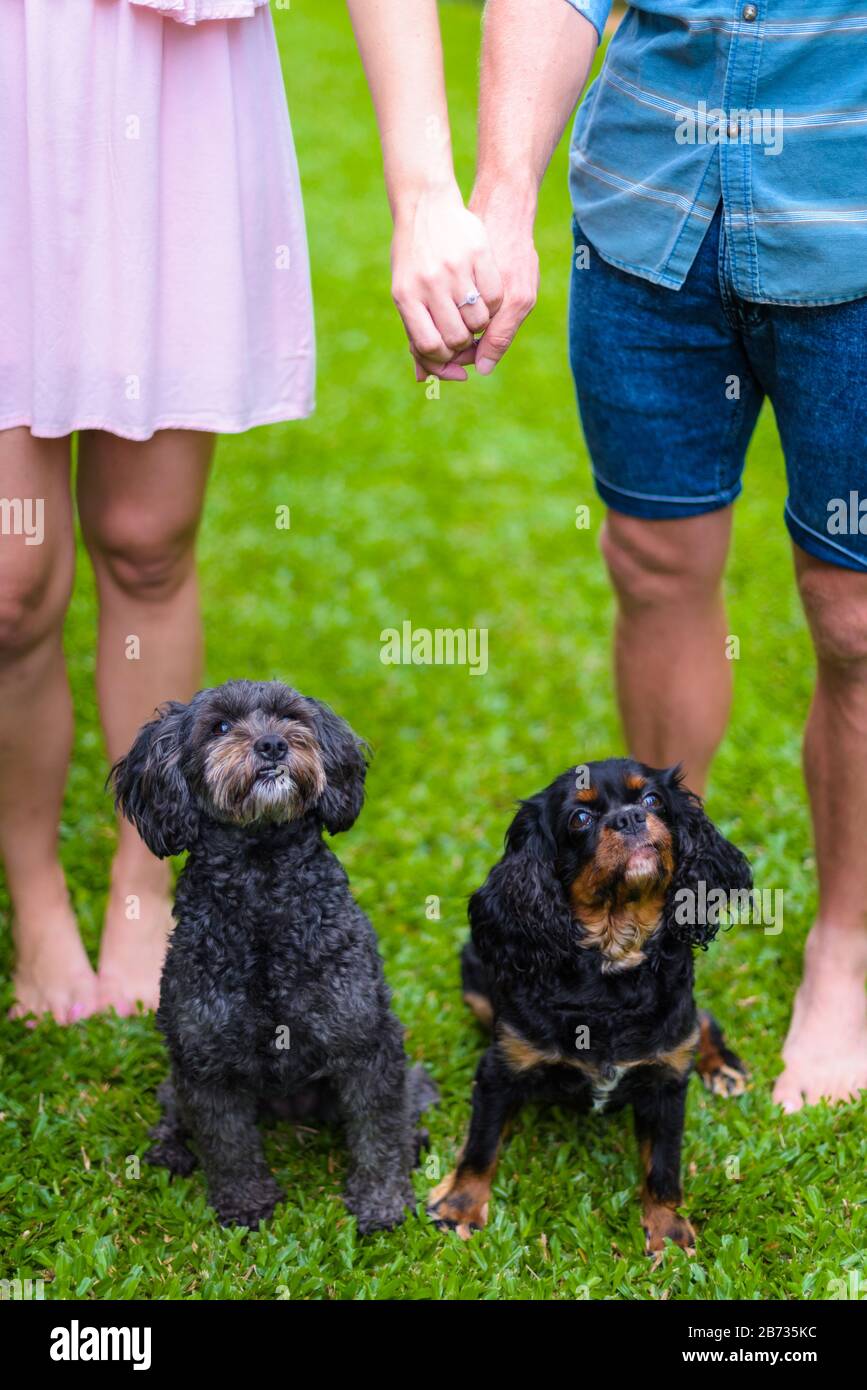 Familienporträt mit der unteren Hälfte eines engagierten Ehepaares mit ihren sehr interessierte Haustierhunden auf einem Rasenplatz in Cairns, Queensland. Stockfoto