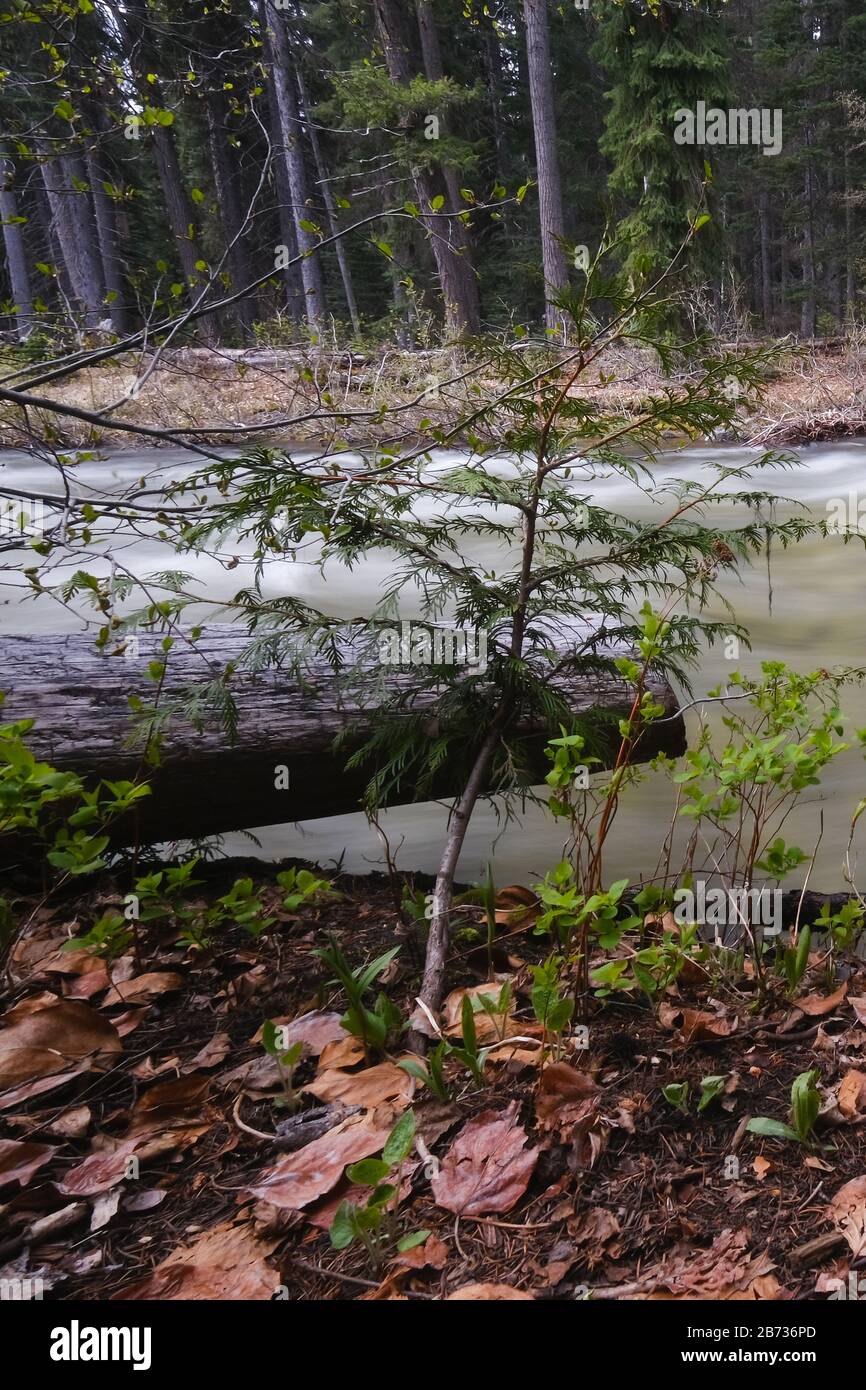 Schmaler Fluss im Wald mit Blättern und Baumstümpfen im Vordergrund, lange Belichtung, Manning Park, kanada. Stockfoto