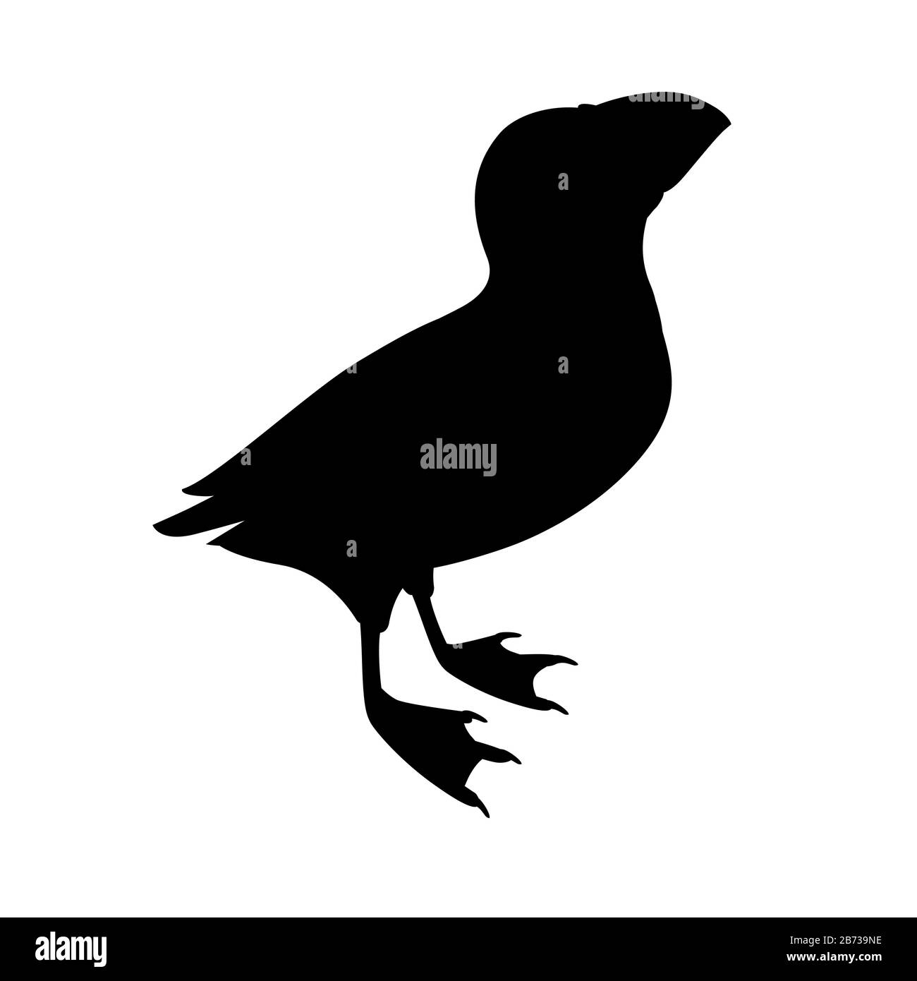 Schwarze Silhouette atlantischer Puffinvogel Blick auf Top-Cartoon Tierdesign flache Vektorgrafiken isoliert auf weißem Hintergrund. Stock Vektor