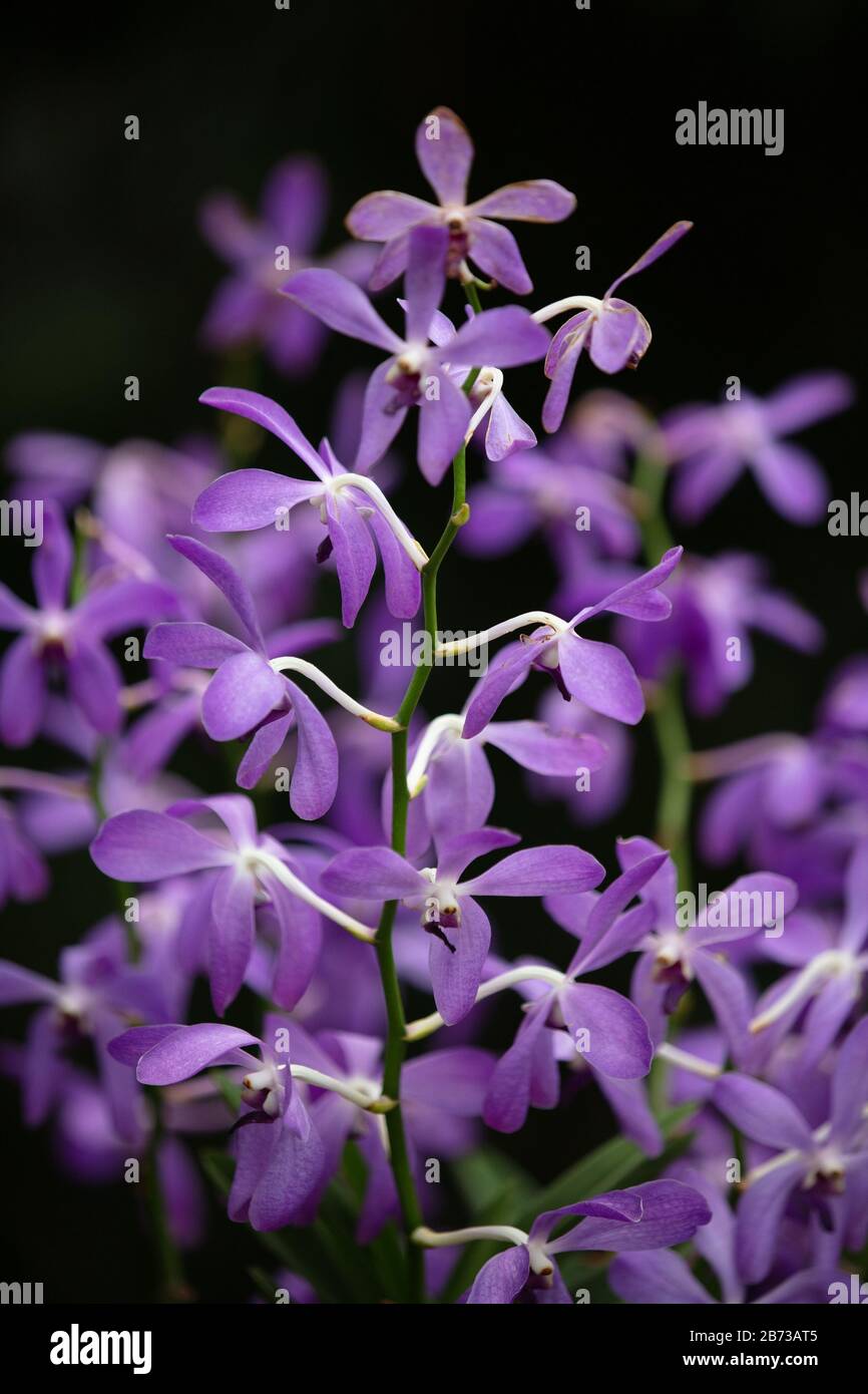 Lila Orchideenblüten im National Orchid Garden des Botanischen Gartens von Singapur. Stockfoto