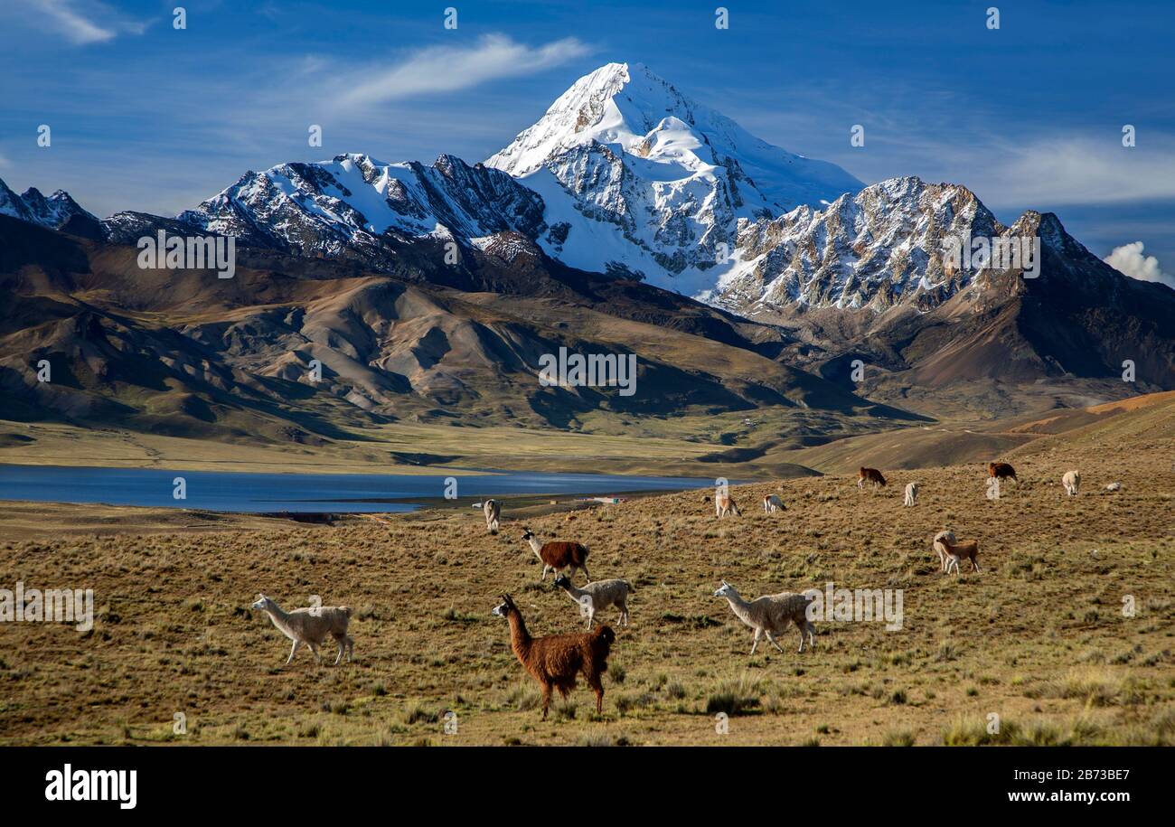Lamas (Lama-Glama) und Huayna Potosi Peak (6088 m).Cordillera Real.Bolivia Stockfoto