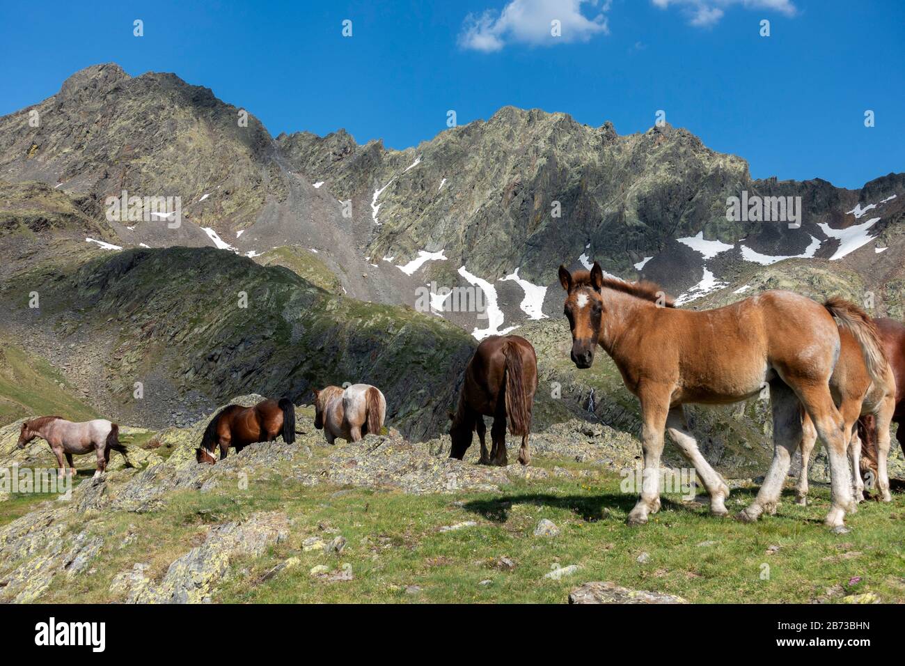 Pferde weiden frei.Pyrenäen.Katalonien.Spanien Stockfoto