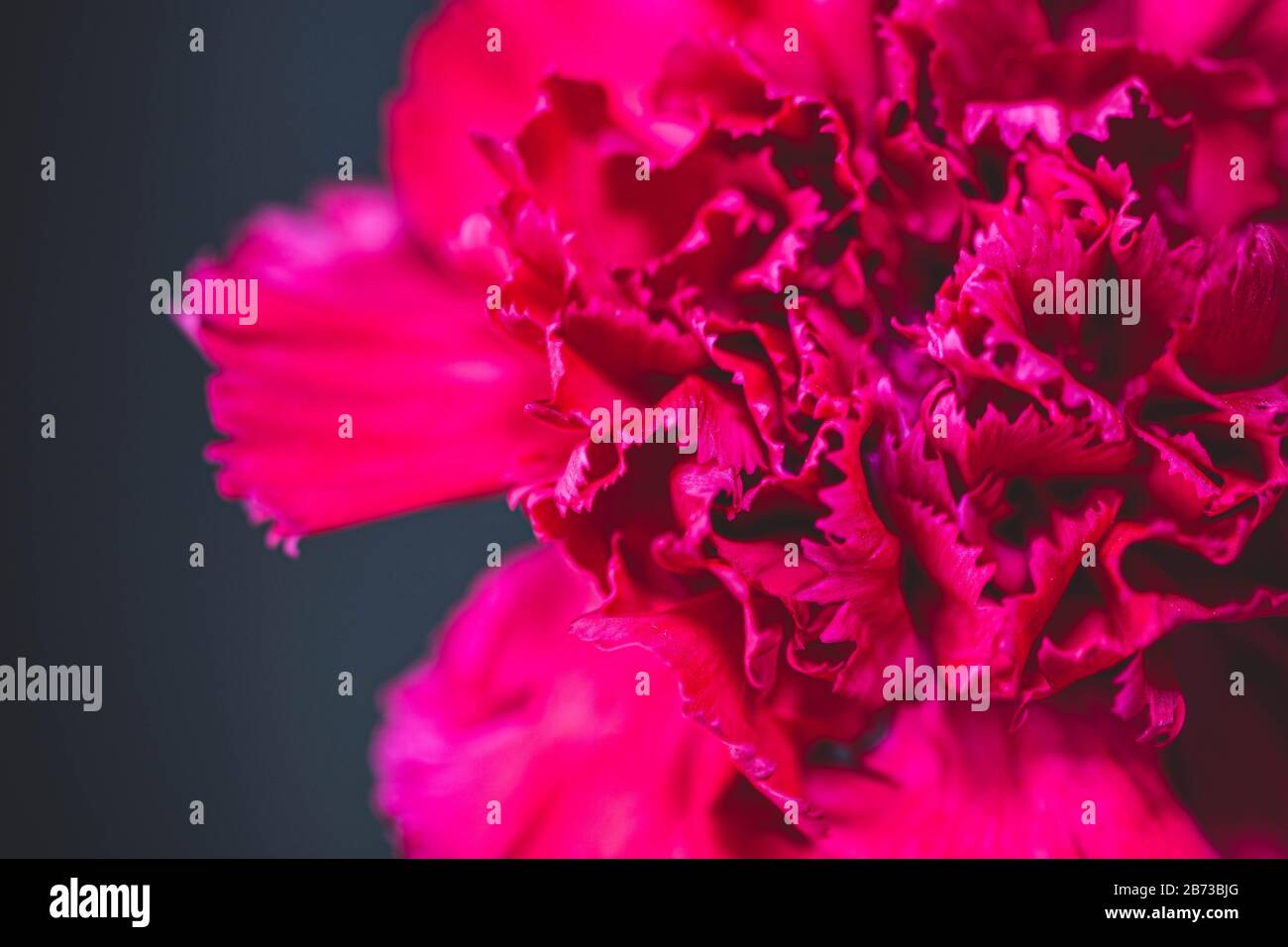 Eine schöne rote Nelkenblume in voller Blüte Stockfoto