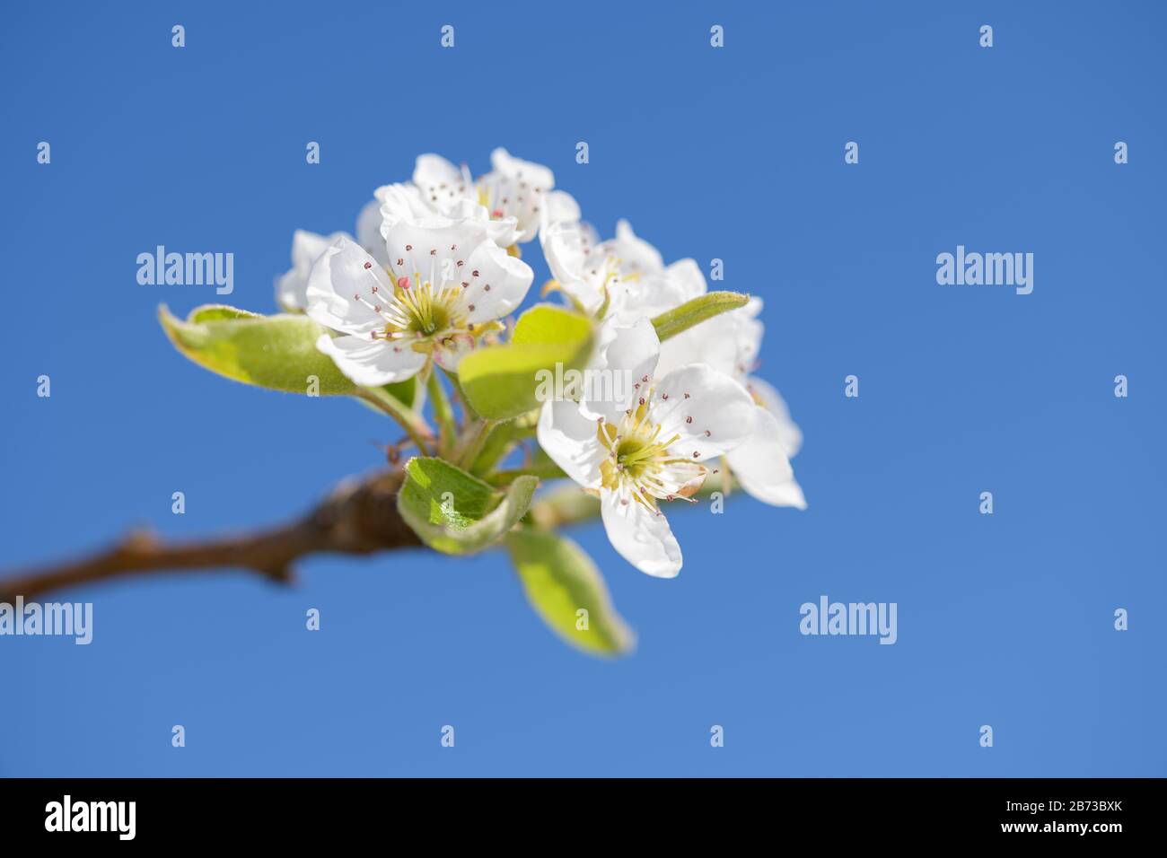 Die angebaute Birne - Pyrus communis, ist eine Pflanze, die zur Familie der Pome (Pyrinae) aus der Familie der Rosenverwandten (Rosaceae) gehört. Es ist ein alter gepflegter Pl Stockfoto