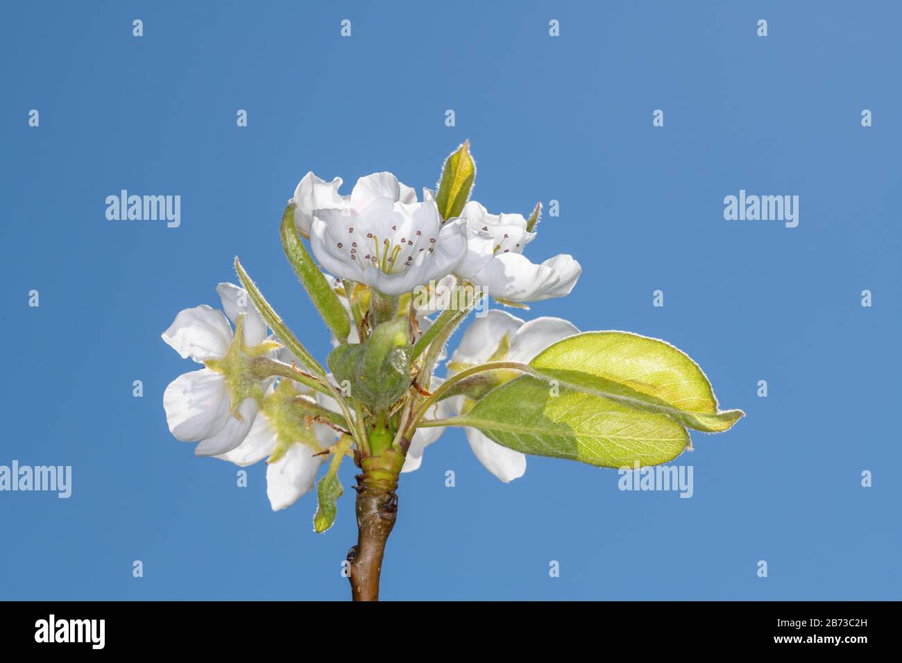 Die angebaute Birne - Pyrus communis, ist eine Pflanze, die zur Familie der Pome (Pyrinae) aus der Familie der Rosenverwandten (Rosaceae) gehört. Es ist ein alter gepflegter Pl Stockfoto