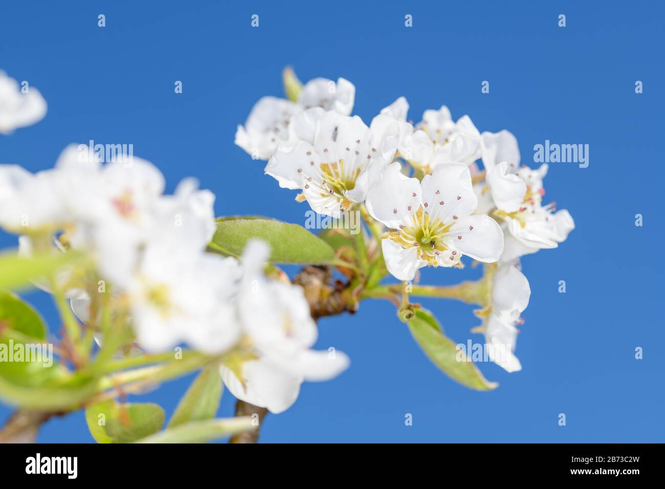 Die angebaute Birne - Pyrus communis, ist eine Pflanze, die zur Familie der Pome (Pyrinae) aus der Familie der Rosenverwandten (Rosaceae) gehört. Es ist ein alter gepflegter Pl Stockfoto