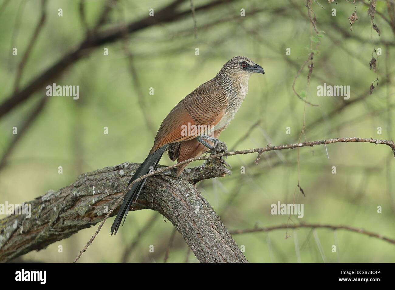 Der Weißbrauen-Kuckuck oder Lark-Häutkuckuck, ist eine Kuckucksart in der Familie Cuculidipsen. Sie kommt in Afrika südlich der Sahara vor. Stockfoto