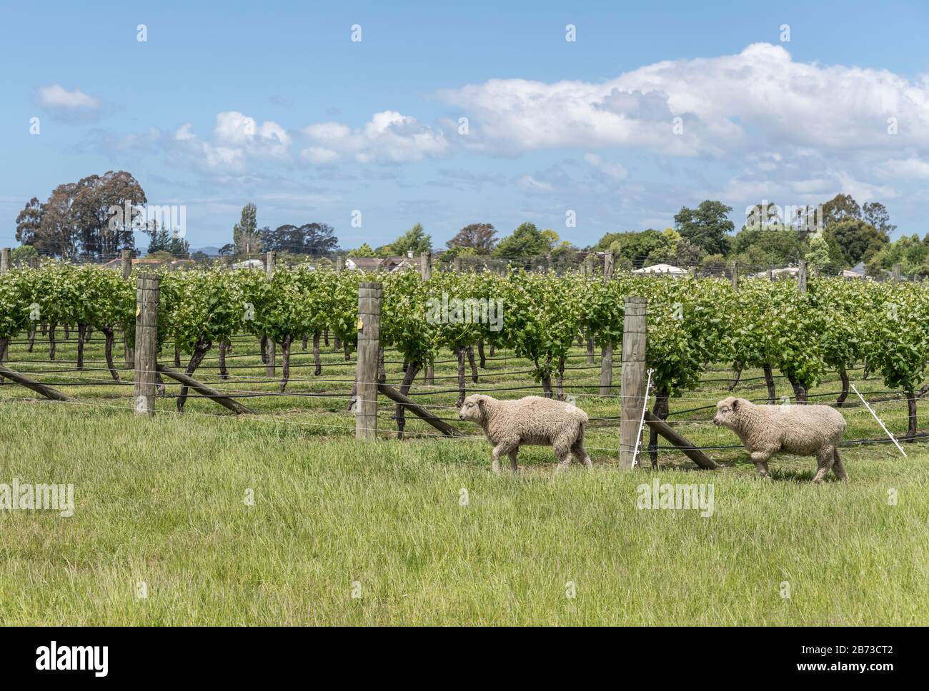 Landschaft mit zwei Schafen und Weinlinien auf dem Weinberg in grüner Landschaft, im hellen Frühlings-Licht in der Nähe von Rapaura, Marlborough, South Island, New Stockfoto