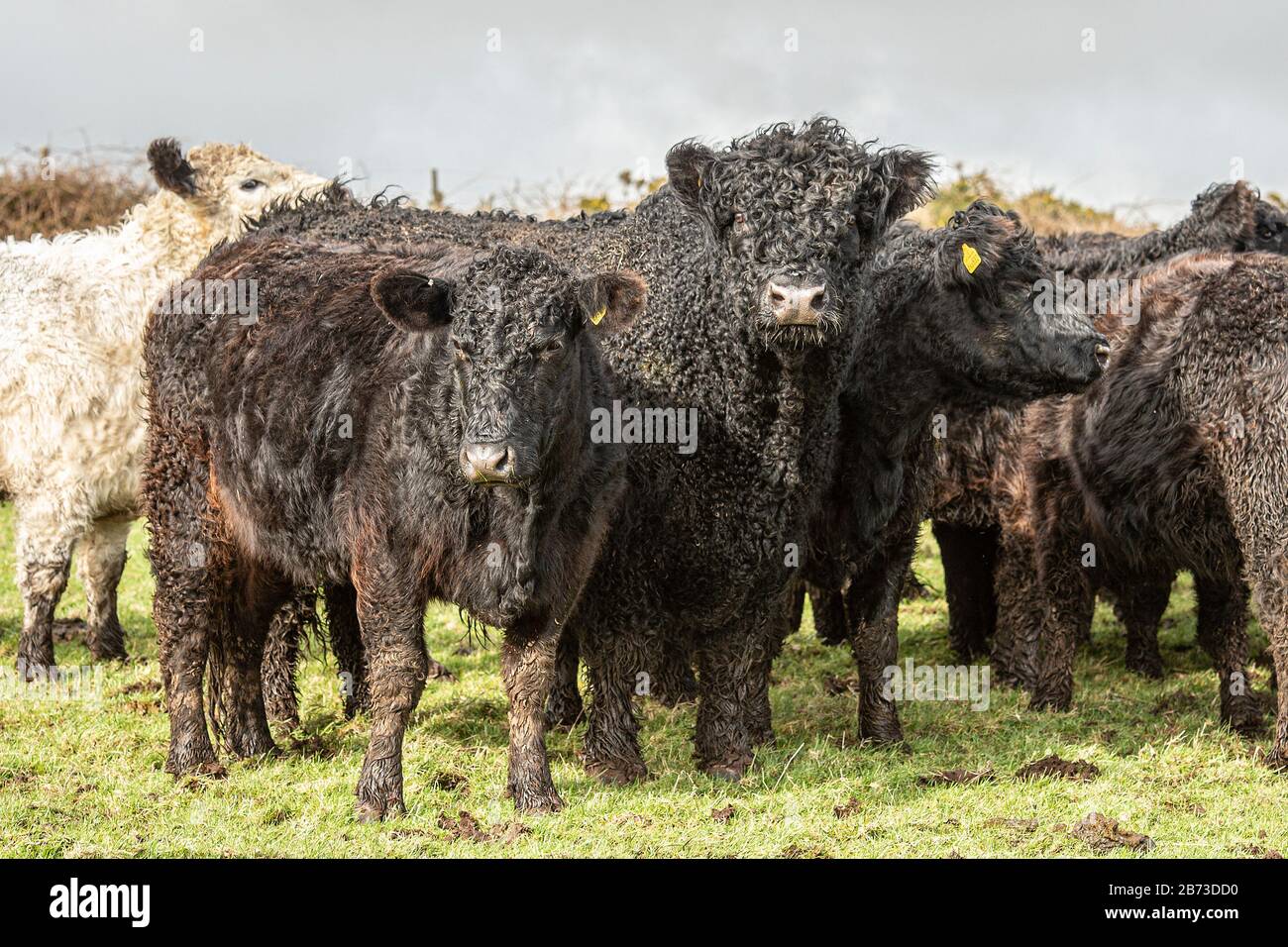 Galloway Rinder Stockfoto