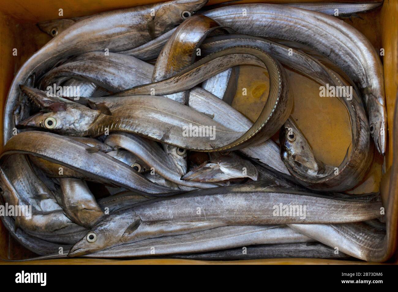 Bandfisch, Ratnagiri, Maharashtra, Indien Stockfoto