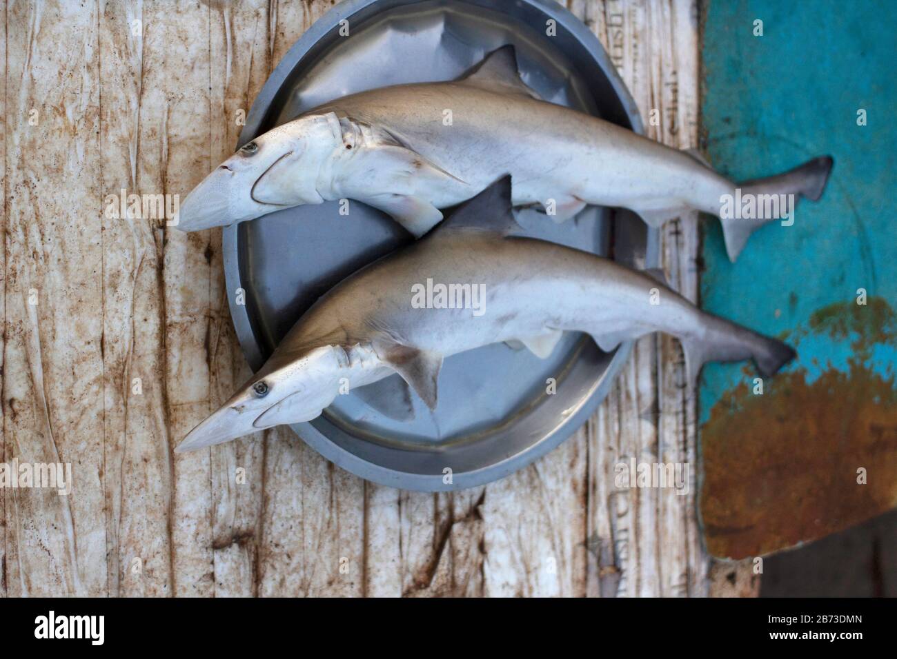 Scoliodon oder Shark oder Mori Fish, Ratnagiri, Maharashtra, Indien Stockfoto