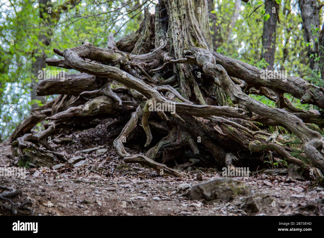 Laubbäume mit ausgebreiteten Knarrwurzeln Stockfoto