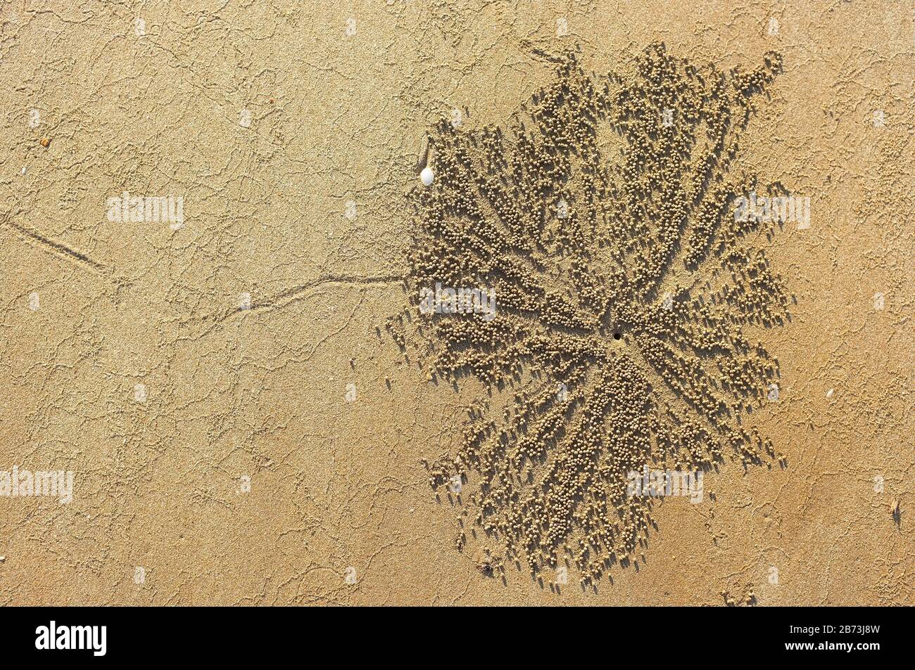 Burrow of the Scopimera Inflata, auch bekannt als Sand Bubbler Crab an einem Strand im Northern Territory von Australien. Stockfoto