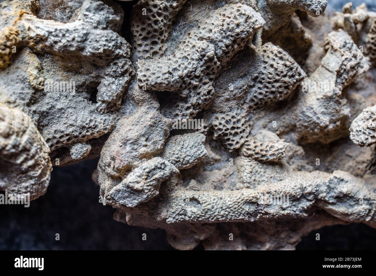 Versteinerte Korallenriffe im Alter von Millionen Jahren Stockfoto