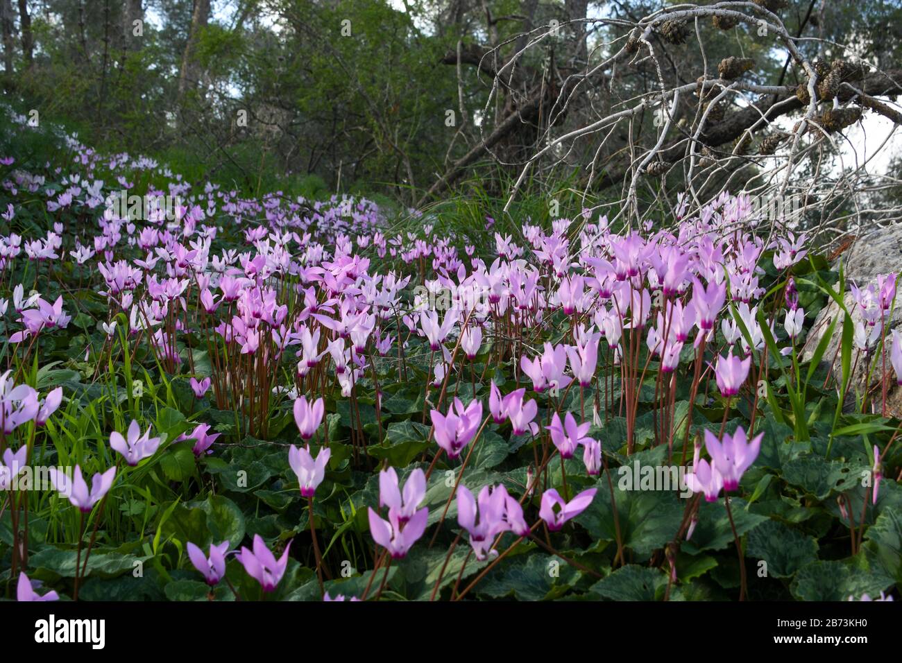 Ein Haufen Blühender persischer Violetten (Cyclamen persicum). Fotografiert in Israel im März. Stockfoto