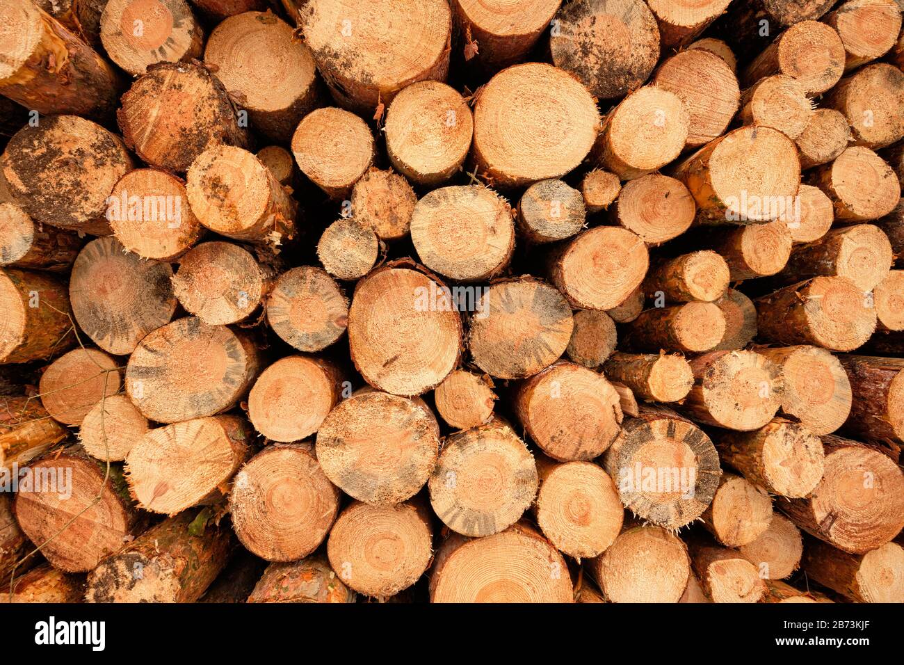 Nahaufnahme eines riesigen Holzfälles im Wald mit Baumstämmen fellig wegen Schädlingsbefall. Im Februar in der Nähe von Nürnberg in Bayern zu sehen Stockfoto